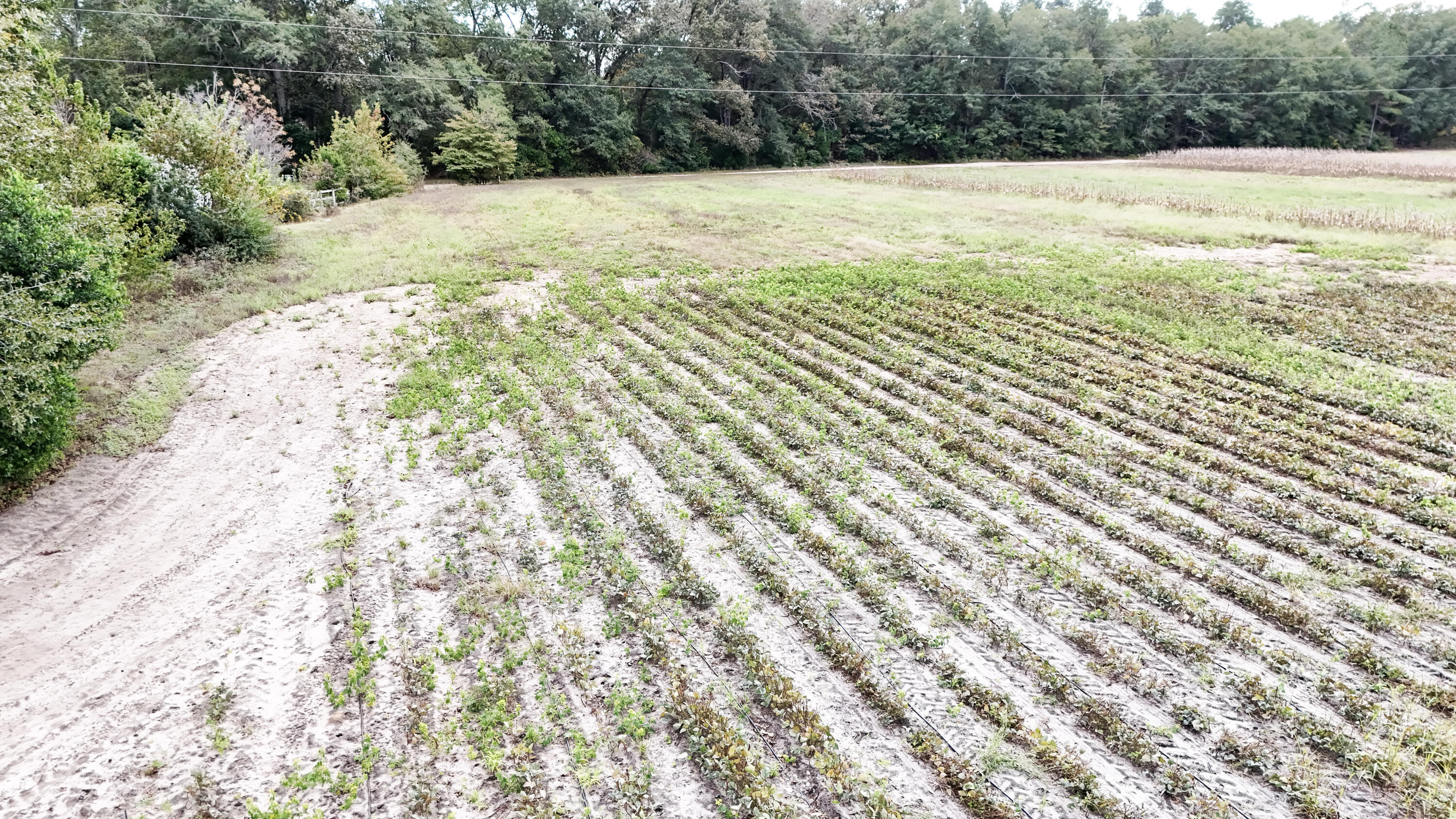 0 Chavis Road Blackville, SC 29817 - Photo 6 of 12 9-DJI_20251031050315_0264_D