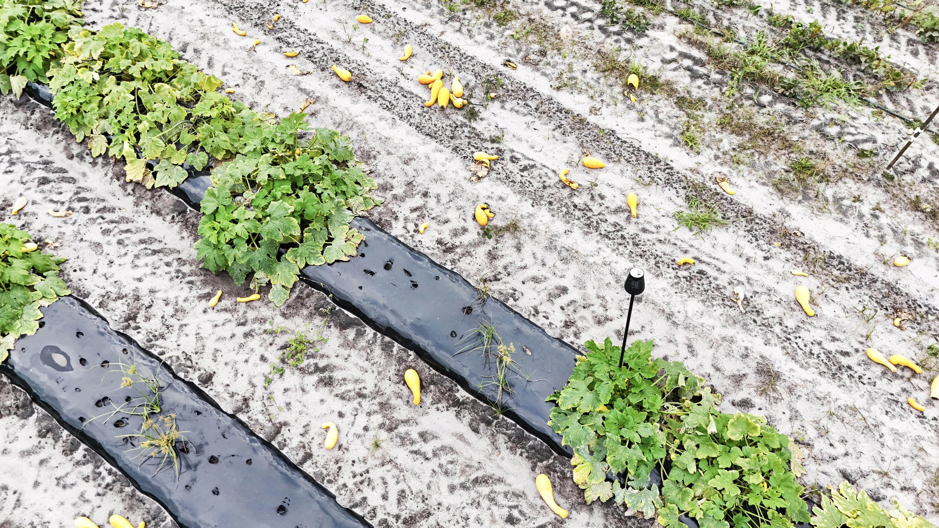 0 Chavis Road Blackville, SC 29817 - Photo 7 of 12 10-DJI_20251031050305_0263_D