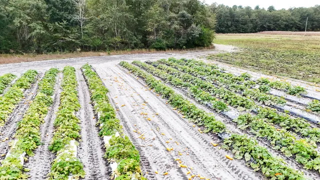 $145,000 | 0 Chavis Road, Blackville, SC 29817