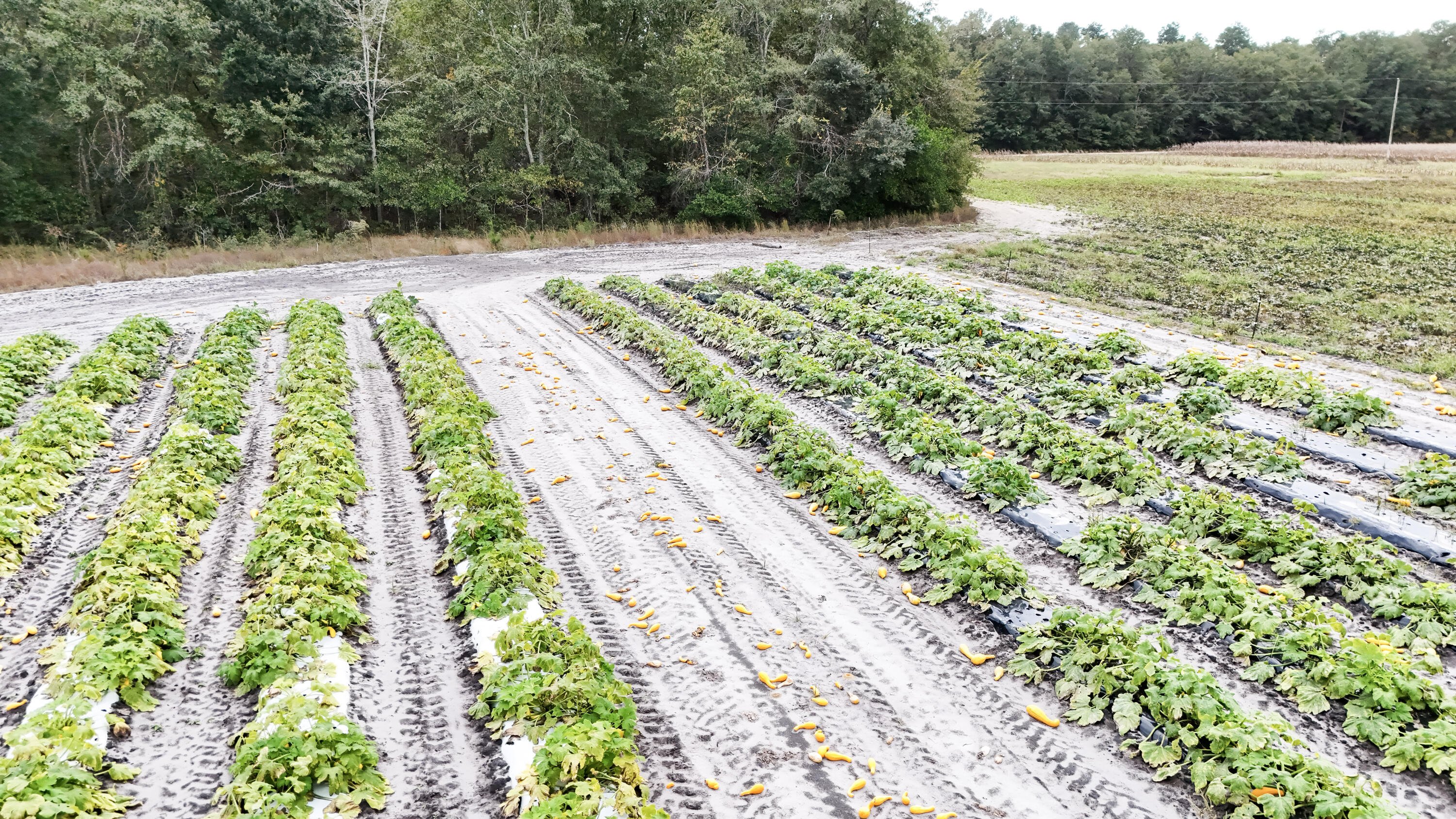 0 Chavis Road Blackville, SC 29817 - Photo 8 of 12 11-DJI_20251031050255_0262_D