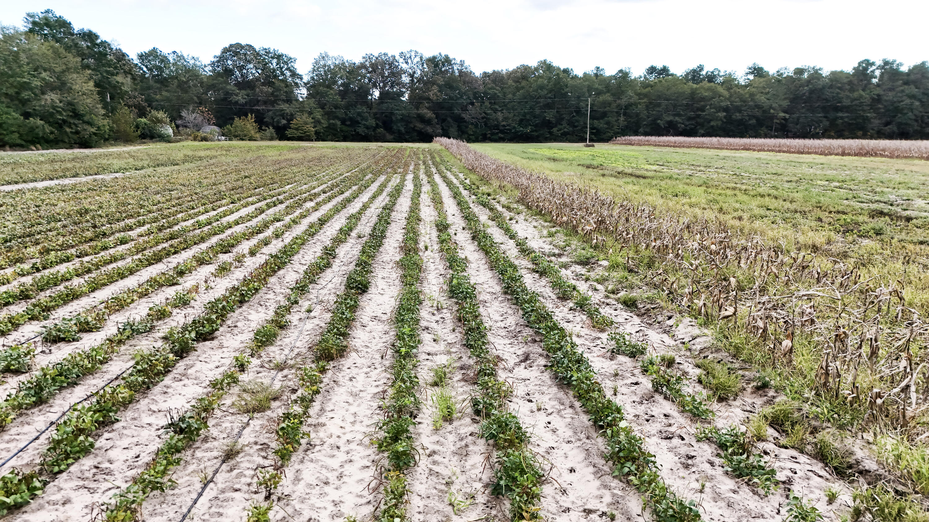 0 Chavis Road Blackville, SC 29817 - Photo 9 of 12 15-DJI_20251031050219_0258_D
