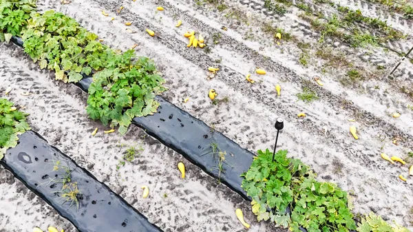 $129,990 | 0 Chavis Road, Blackville, SC 29817