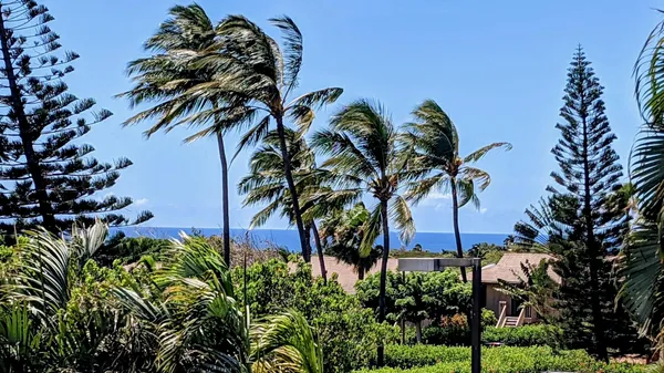a view of a palm plant