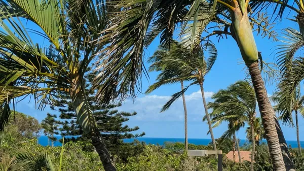 an aerial view of a large trees