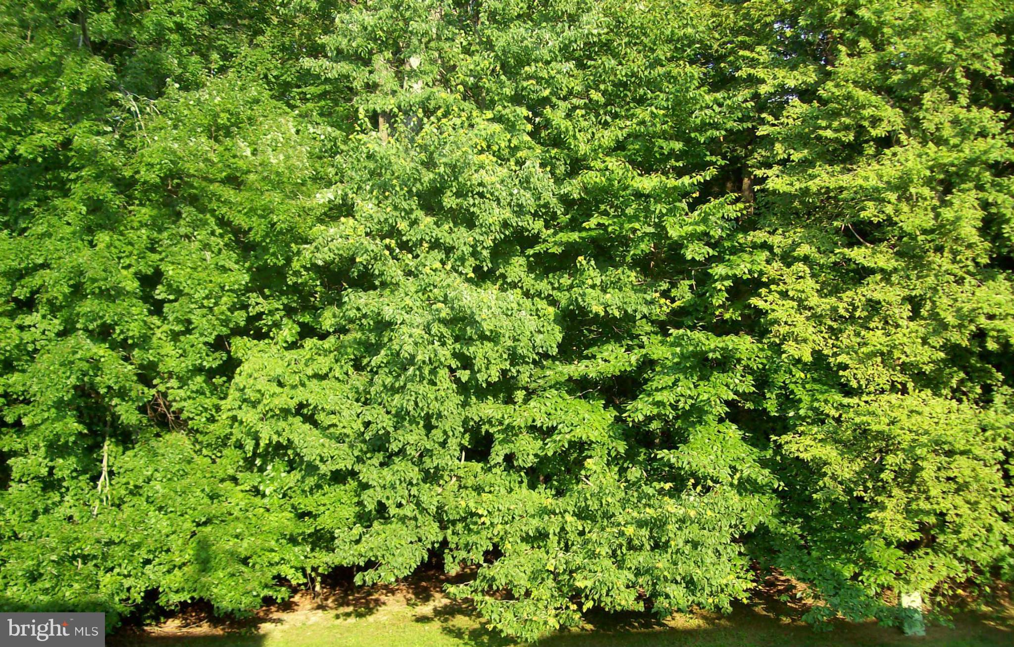 7933 Pebble Brook Court Springfield, VA 22153 - Photo 15 of 18 a view of a lush green forest