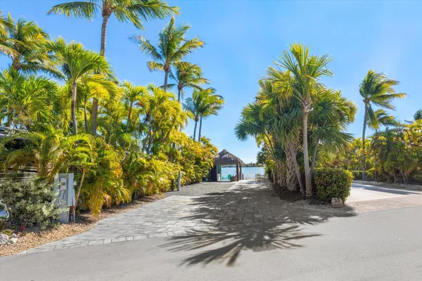 a view of a yard with plants and palm trees