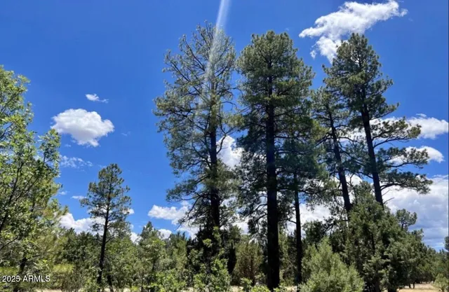 a view of a flower in a garden