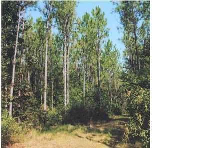 150-ac Spring Valley Road Bonifay, FL 32425 - Photo 4 of 8 Additional Photo
