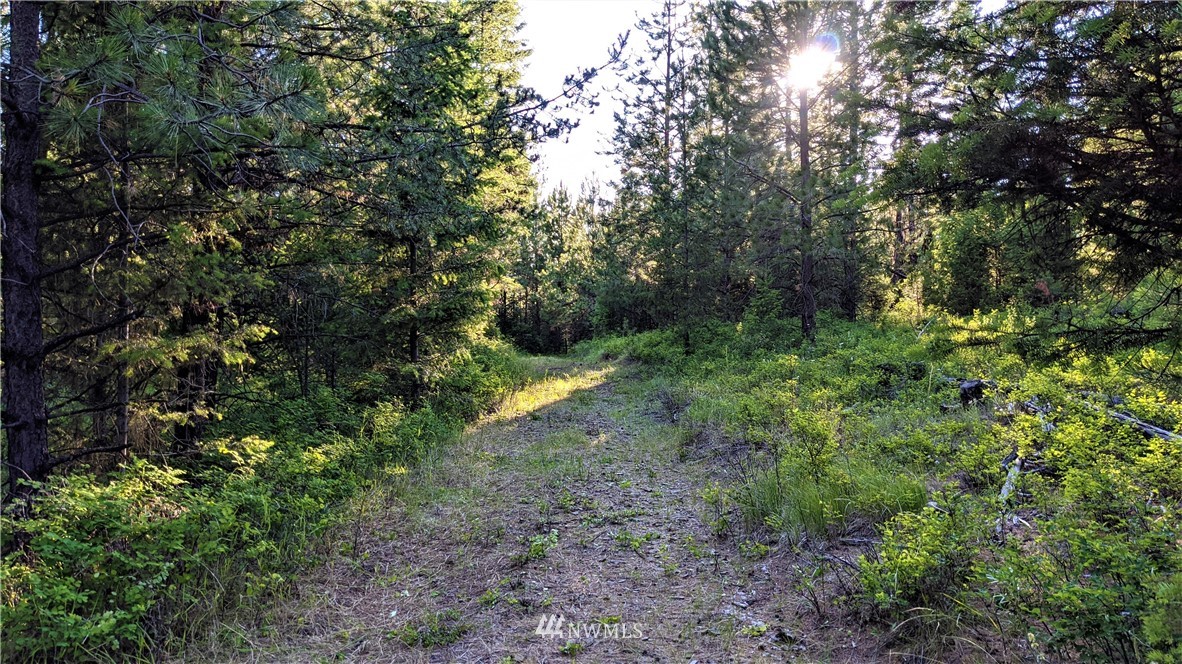 72 Horn Ranch Road Tonasket, WA 98855 - Photo 7 of 40 a view of a forest with a tree