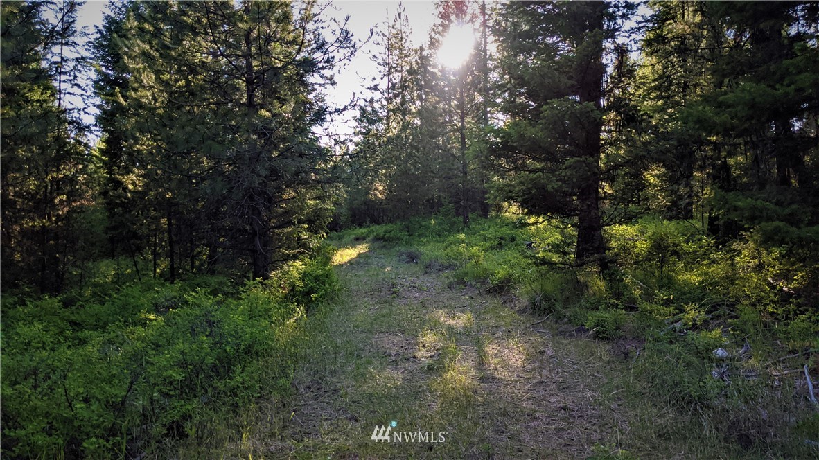 72 Horn Ranch Road Tonasket, WA 98855 - Photo 8 of 40 a view of a yard with plants and trees