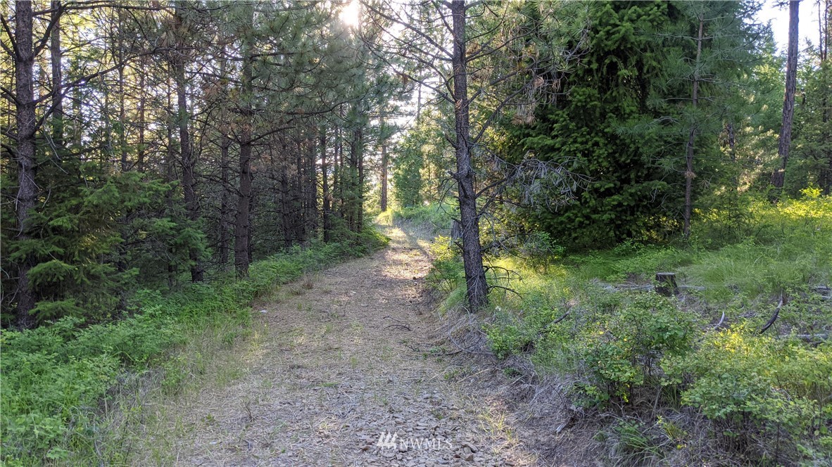 72 Horn Ranch Road Tonasket, WA 98855 - Photo 9 of 40 a big yard with lots of green space and deers