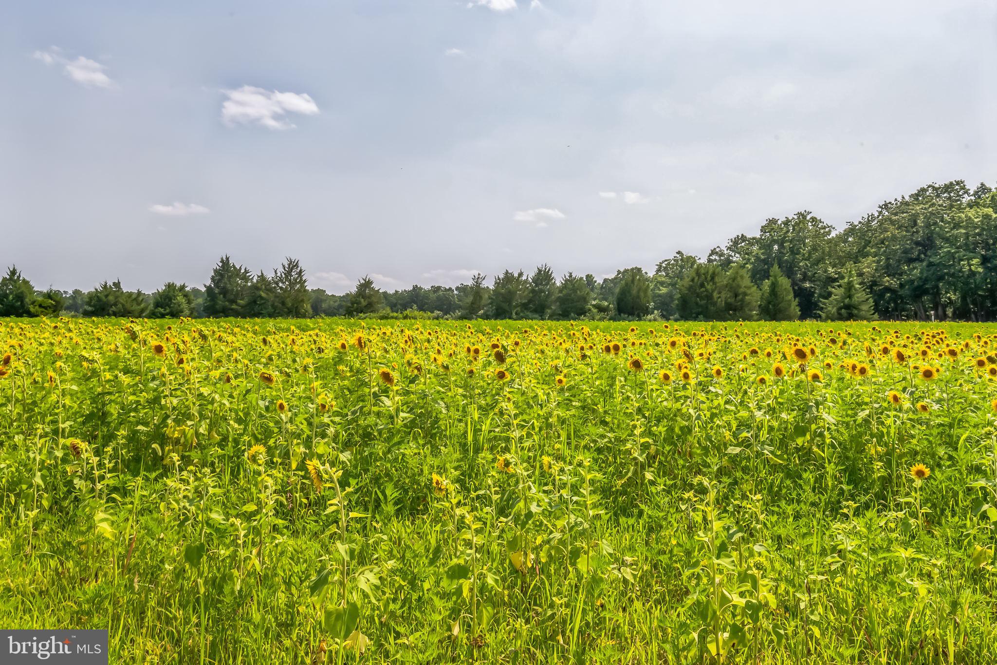 185 Blue Anchor Road Sicklerville, NJ 08081 - Photo 22 of 39