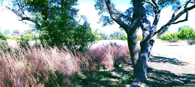 a view of a yard with plants and large trees