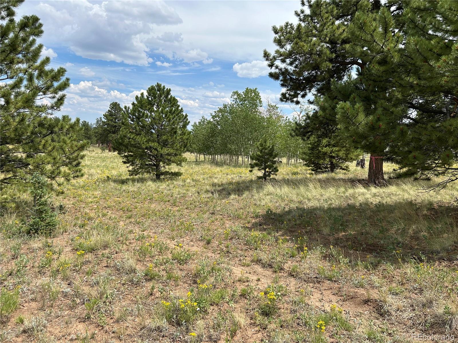 2130 Pitchfork Road Hartsel, CO 80449 - Photo 18 of 30 a view of a yard with trees