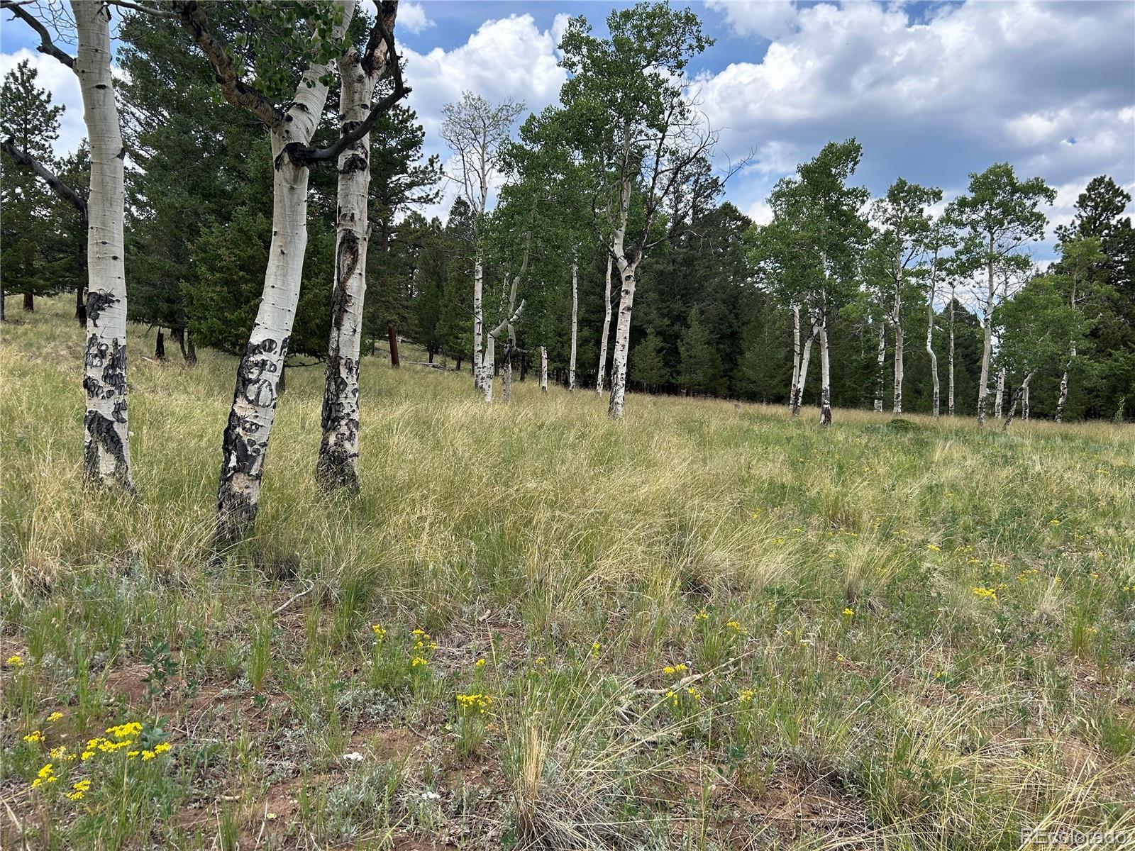 2130 Pitchfork Road Hartsel, CO 80449 - Photo 26 of 30 a view of outdoor space and trees