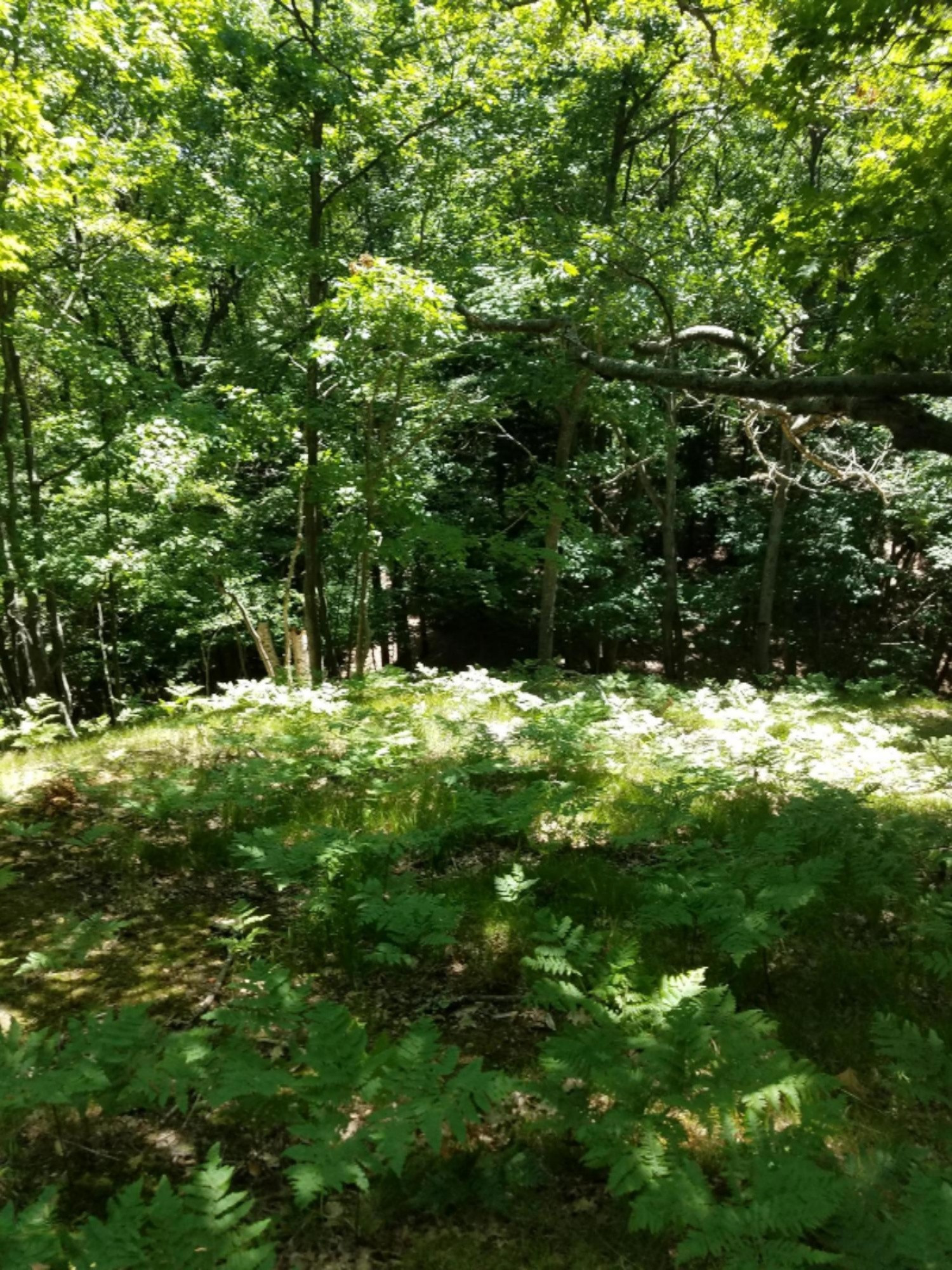 Short Street Onekama, MI 49675 - Photo 13 of 15 20180718_133005