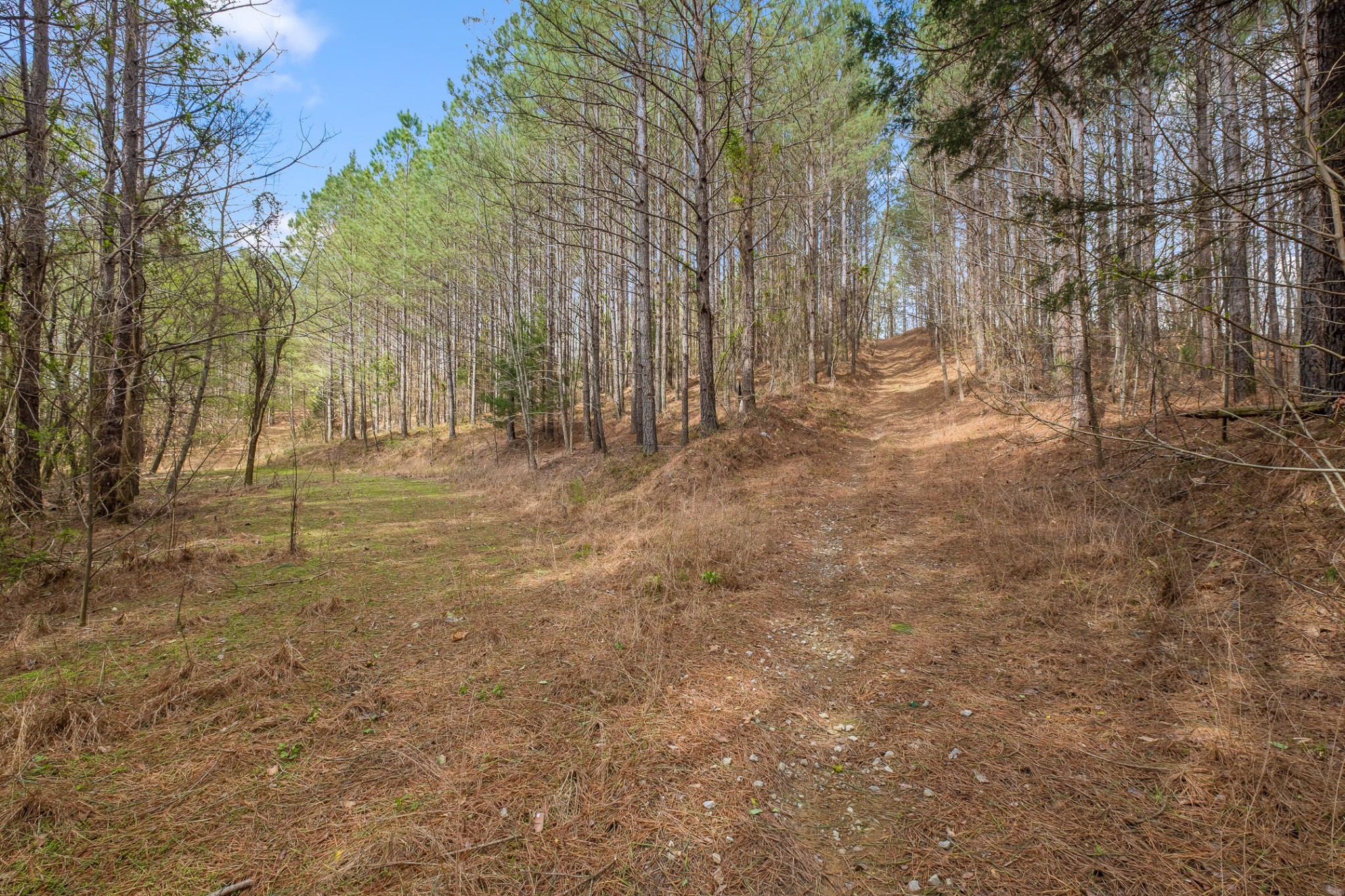 2041 Plank Road Decatur, TN 37322 - Photo 32 of 36 a view of yard with trees