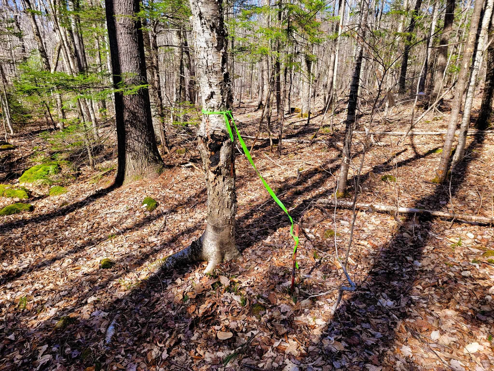 405 Bailey Road Washington, NH 03280 - Photo 19 of 25