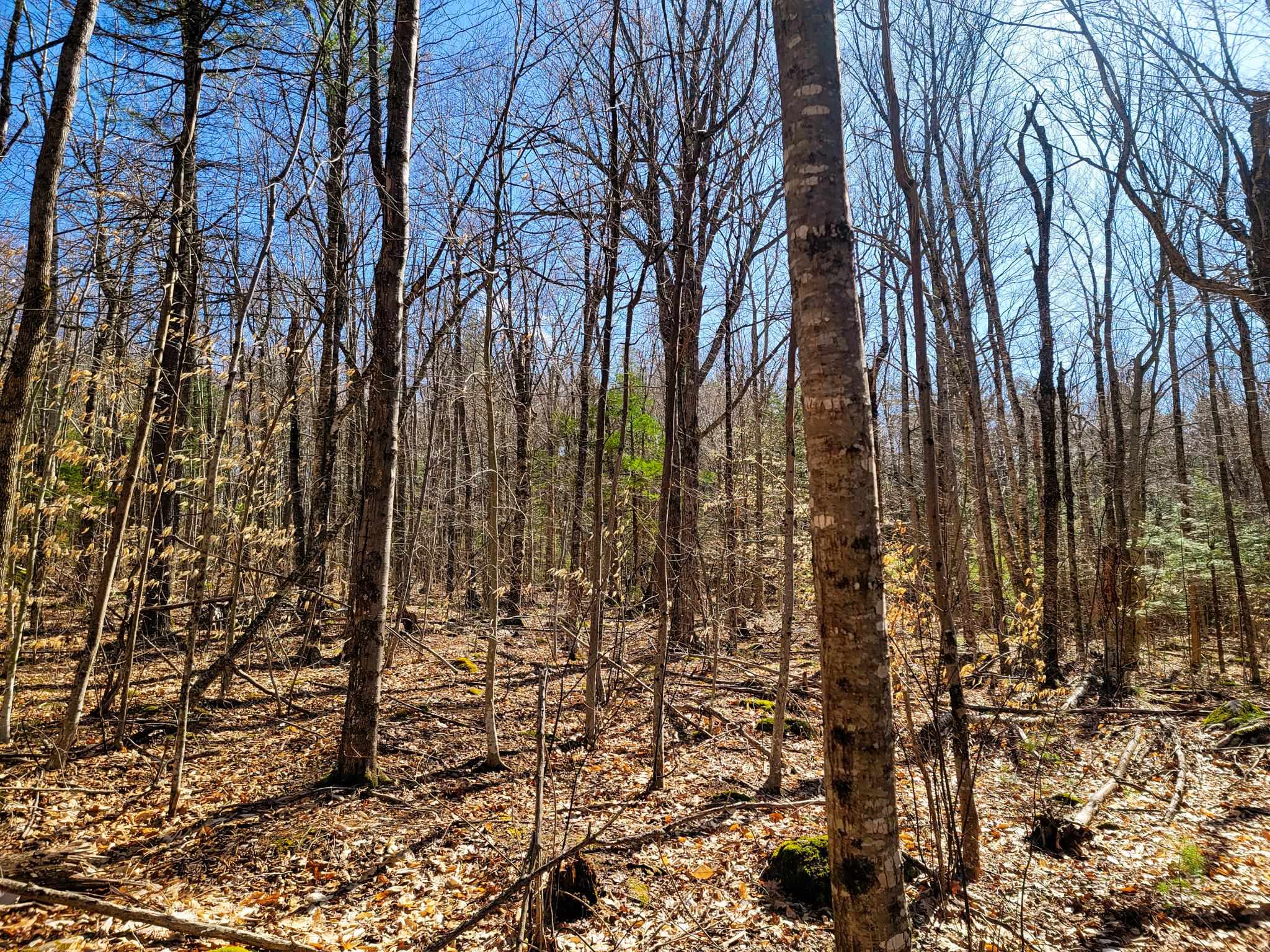 405 Bailey Road Washington, NH 03280 - Photo 5 of 25