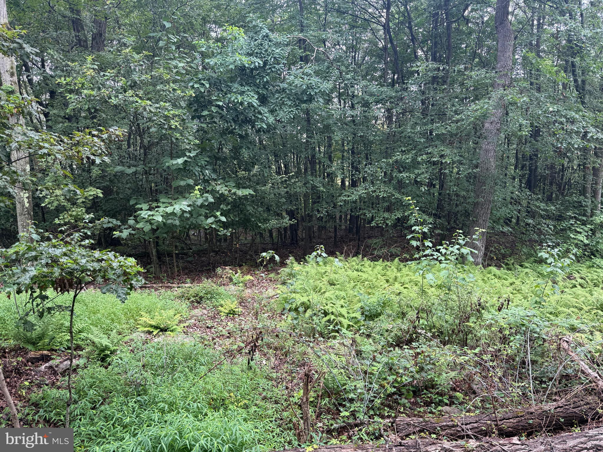 0 Pinnacle Road Keyser, WV 26726 - Photo 57 of 61