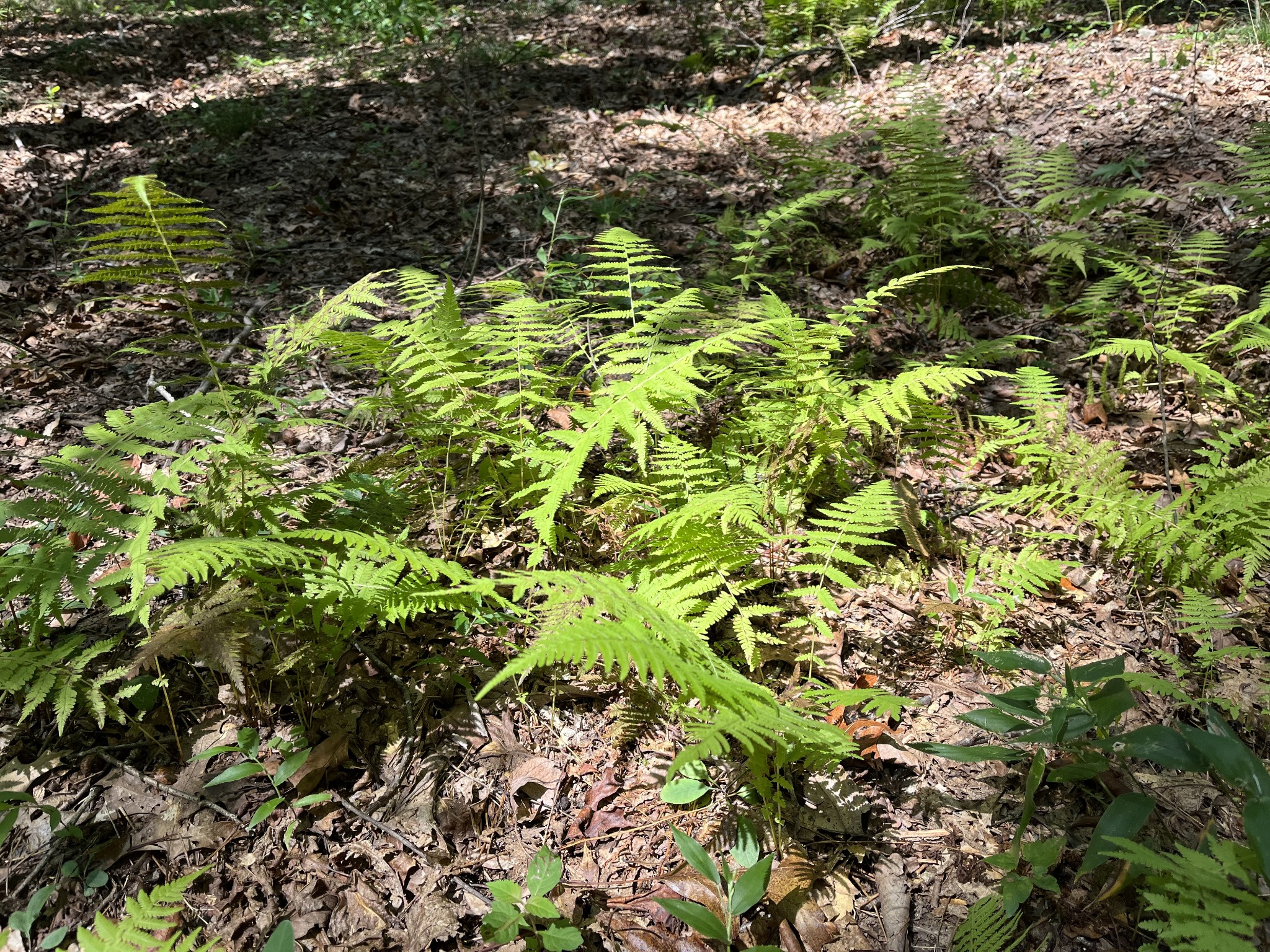 201 Blackberry Farm Road Monteagle, TN 37356 - Photo 2 of 2 a backyard of a house with lots of green space