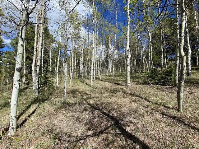 a view of park with large trees