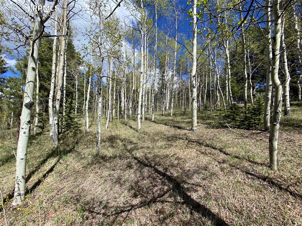 845 Markus Road Woodland Park, CO 80863 - Photo 33 of 40 a backyard of a house with lots of green space