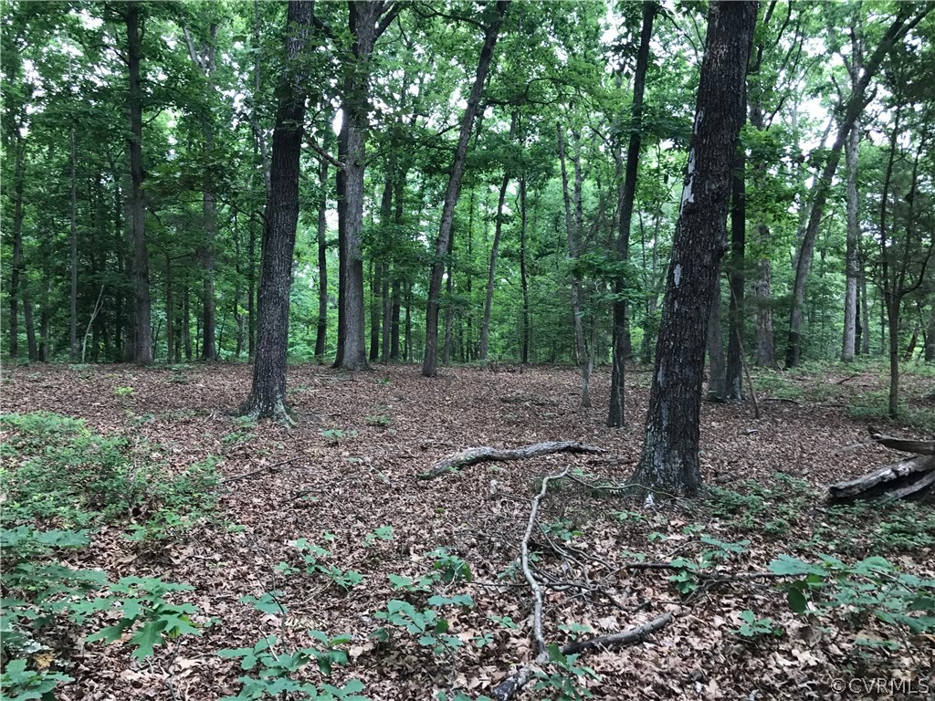 1601 Genito Road Crozier, VA 23039 - Photo 6 of 13 a view of a forest that has large trees