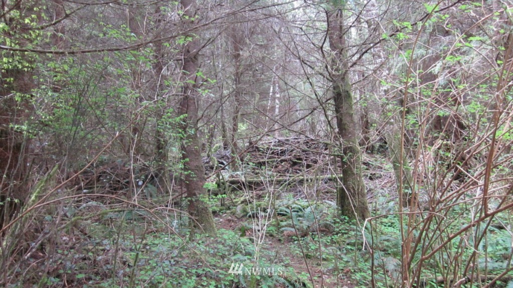 -xxx Dowan Creek Road Forks, WA 98331 - Photo 6 of 15 Gallery Image 6
