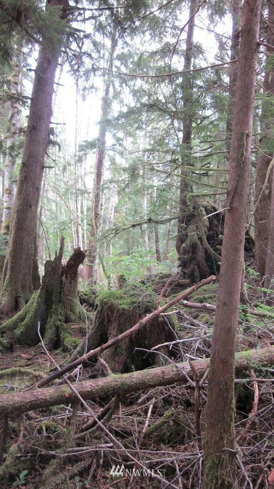 -xxx Dowan Creek Road Forks, WA 98331 - Photo 7 of 15 Gallery Image 7