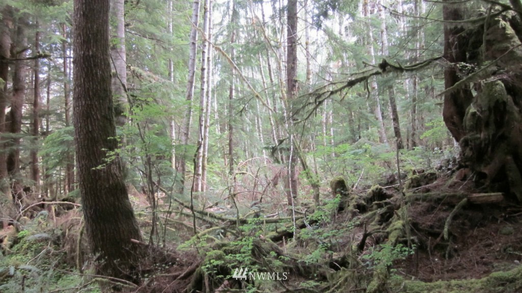-xxx Dowan Creek Road Forks, WA 98331 - Photo 8 of 15 Gallery Image 8