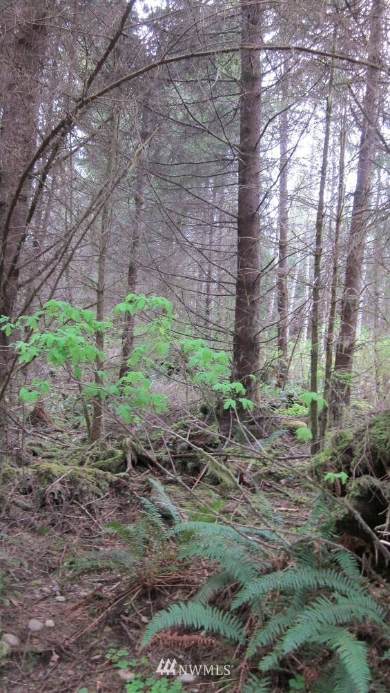 -xxx Dowan Creek Road Forks, WA 98331 - Photo 9 of 15 Gallery Image 9