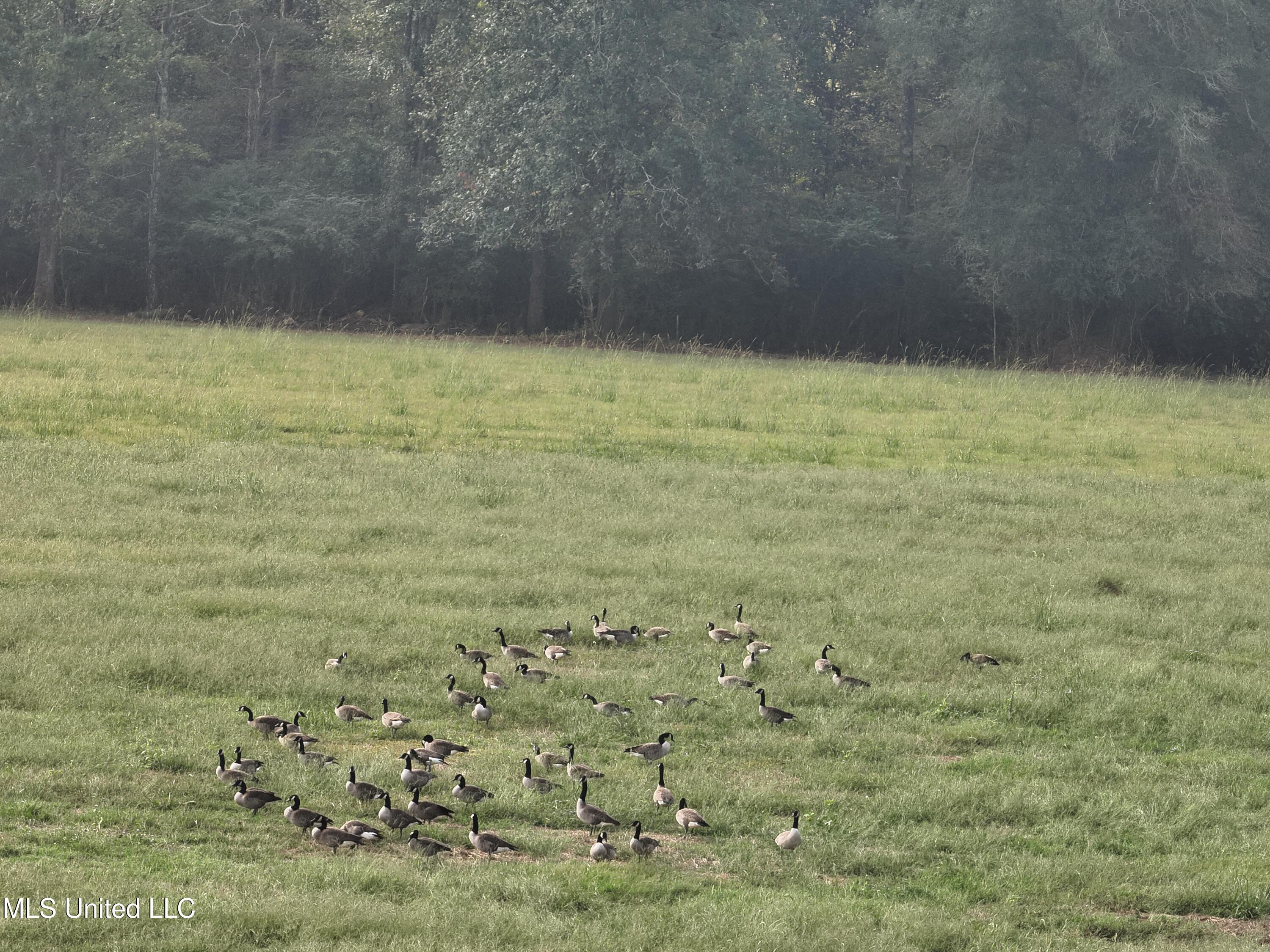 821 Columbia Purvis Road Columbia, MS 39429 - Photo 29 of 29 DJI_20251008095113_0055_V