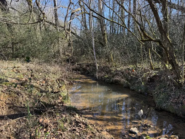 a view of water with a tree