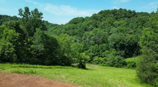 a view of a garden with a tree
