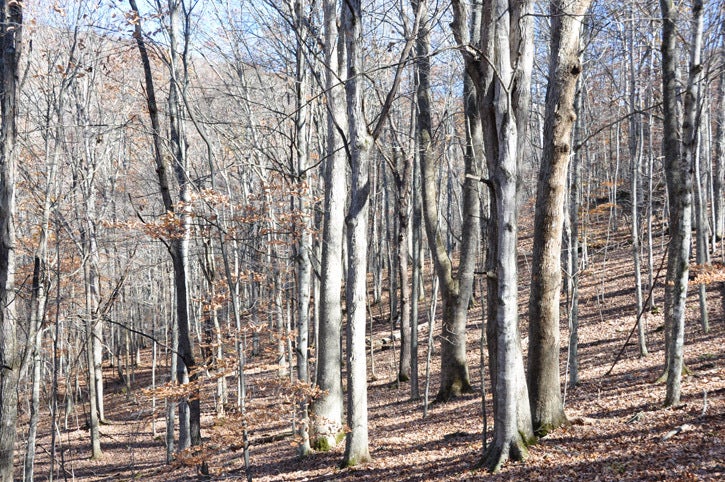 500 Julia Road Renick, WV 24966 - Photo 16 of 20 These mature oaks and hickories produce tons and tons of acorns and hickory nuts that the resident wildlife feed on. The trees also produce tons of Oxygen and soak up Carbon Dioxide.