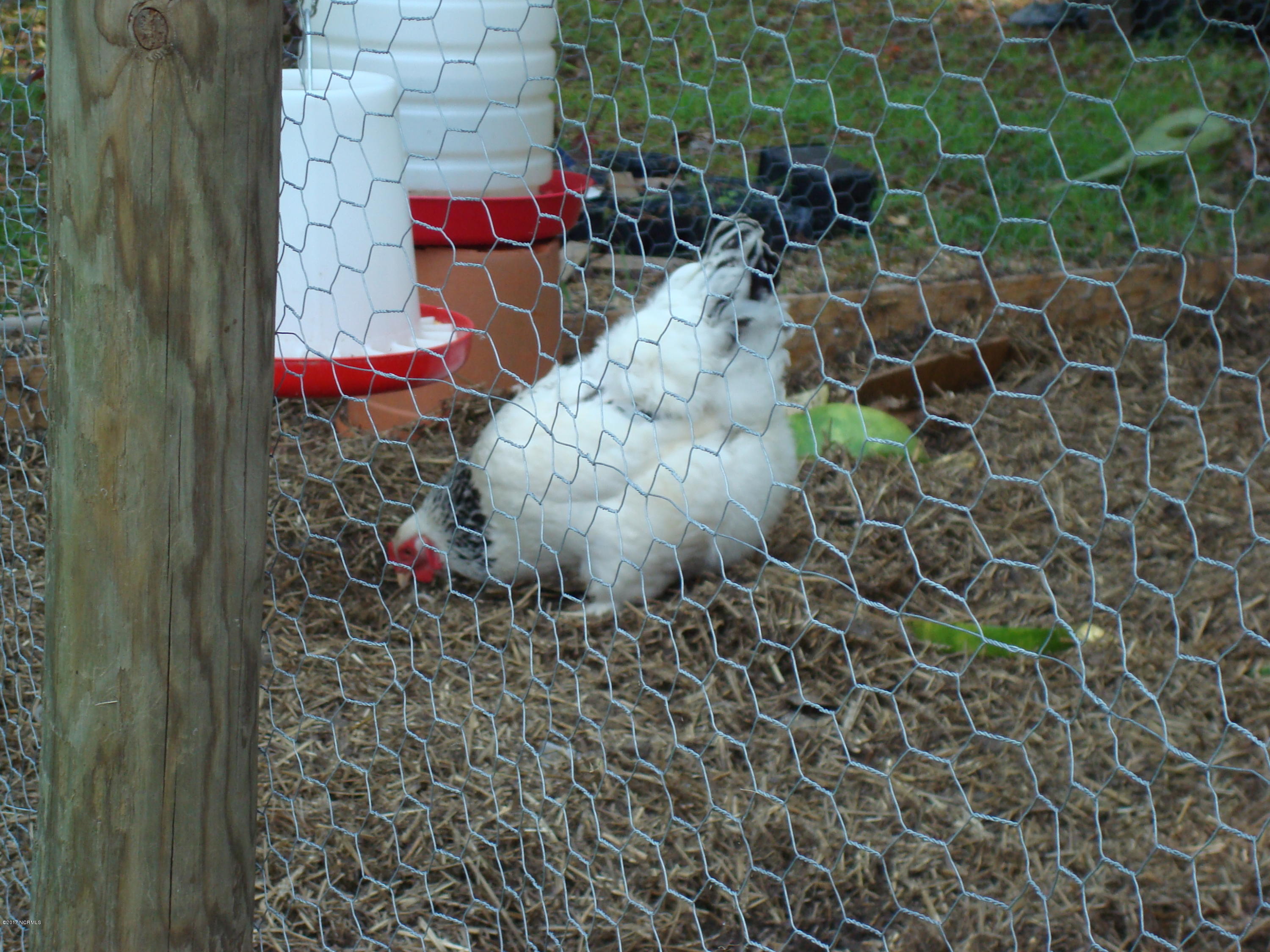 209 Boyd Swamp Road Pinetown, NC 27865 - Photo 15 of 19 Chicken Coop