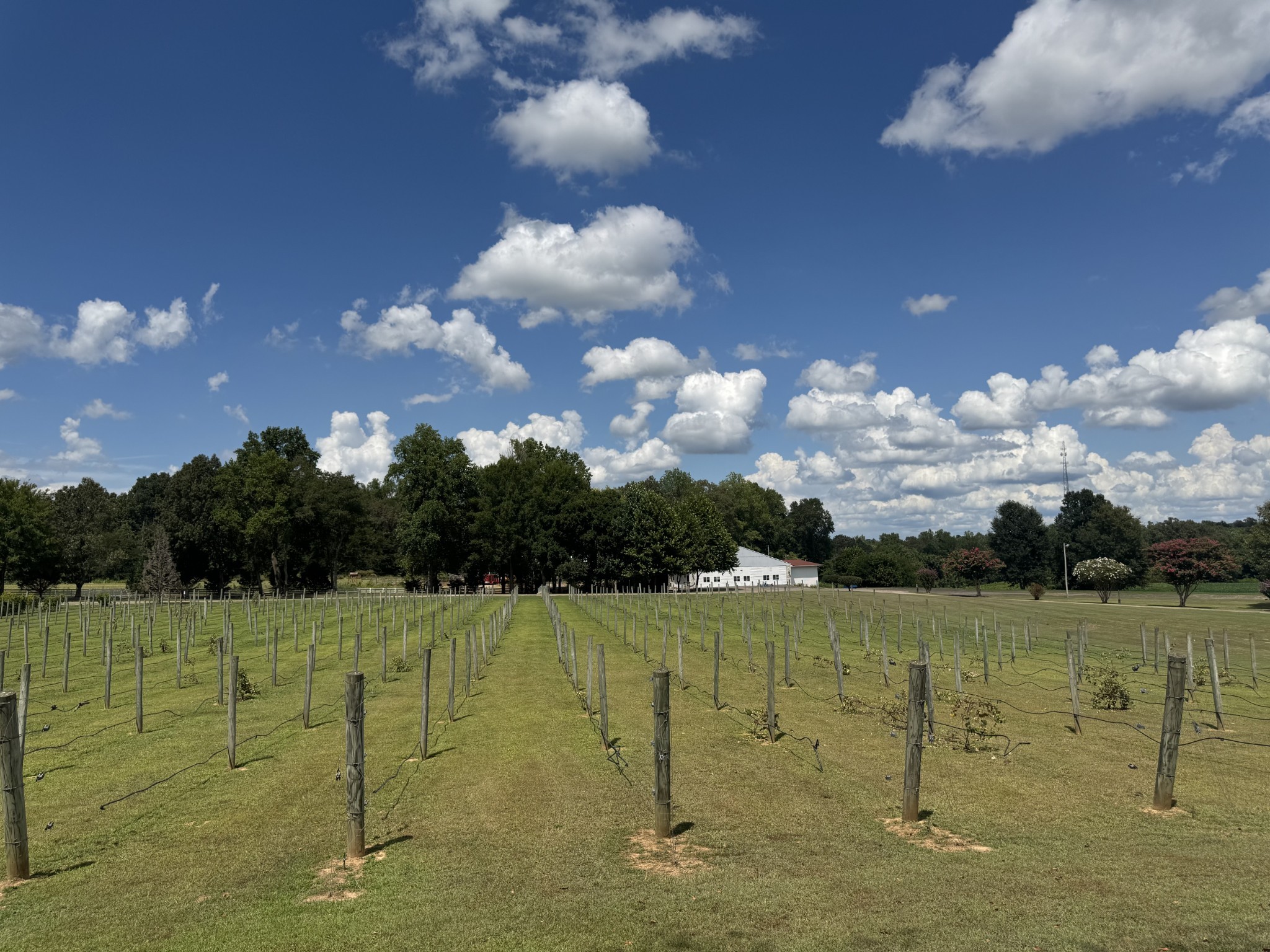 2982 Harvey Bowden Road Springville, TN 38256 - Photo 90 of 100