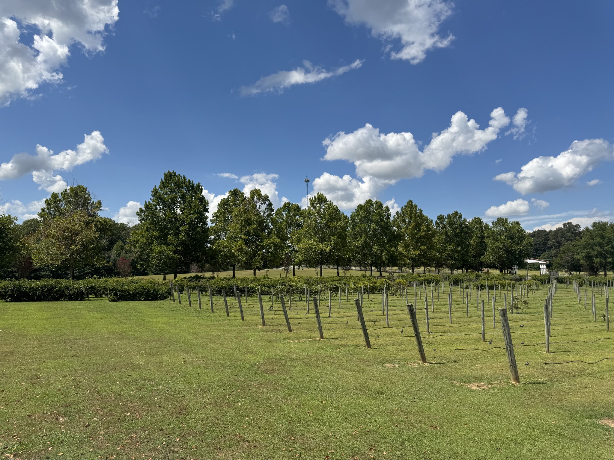 2982 Harvey Bowden Road Springville, TN 38256 - Photo 91 of 100