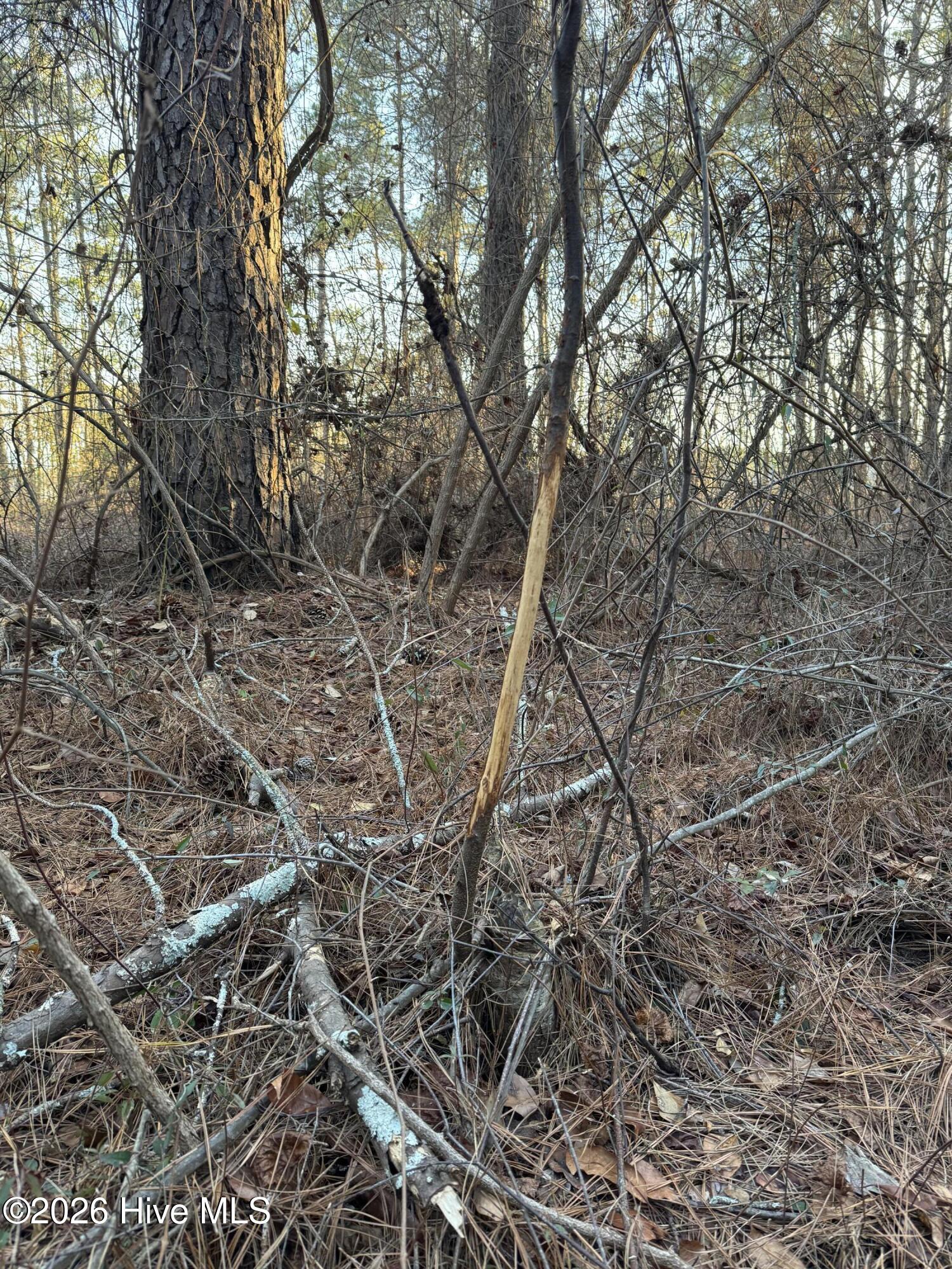 Tbd Paison Lane Gibson, NC 28343 - Photo 9 of 12 Buck Rub 2