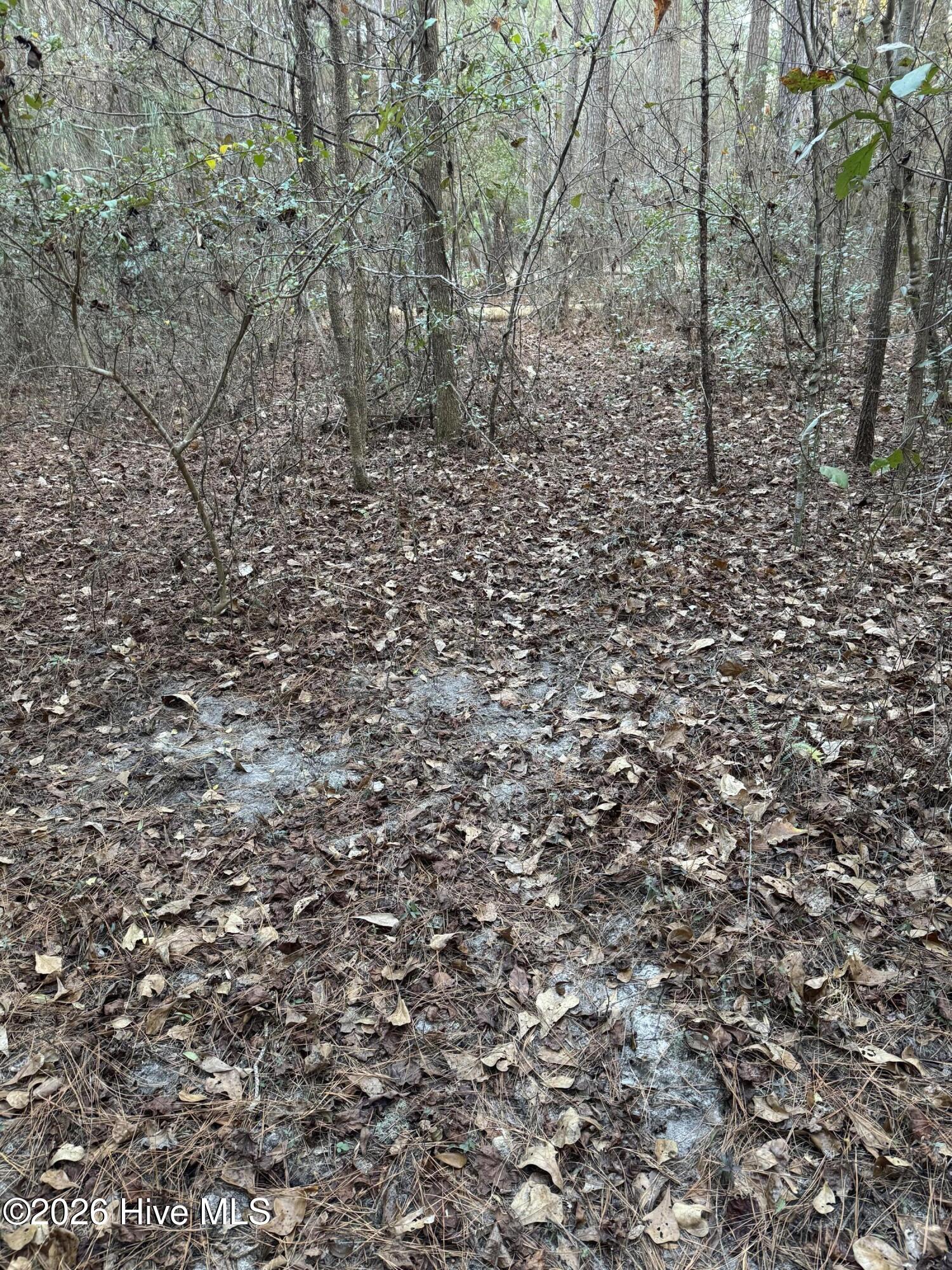 Tbd Paison Lane Gibson, NC 28343 - Photo 10 of 12 Deer Scrape And Trail
