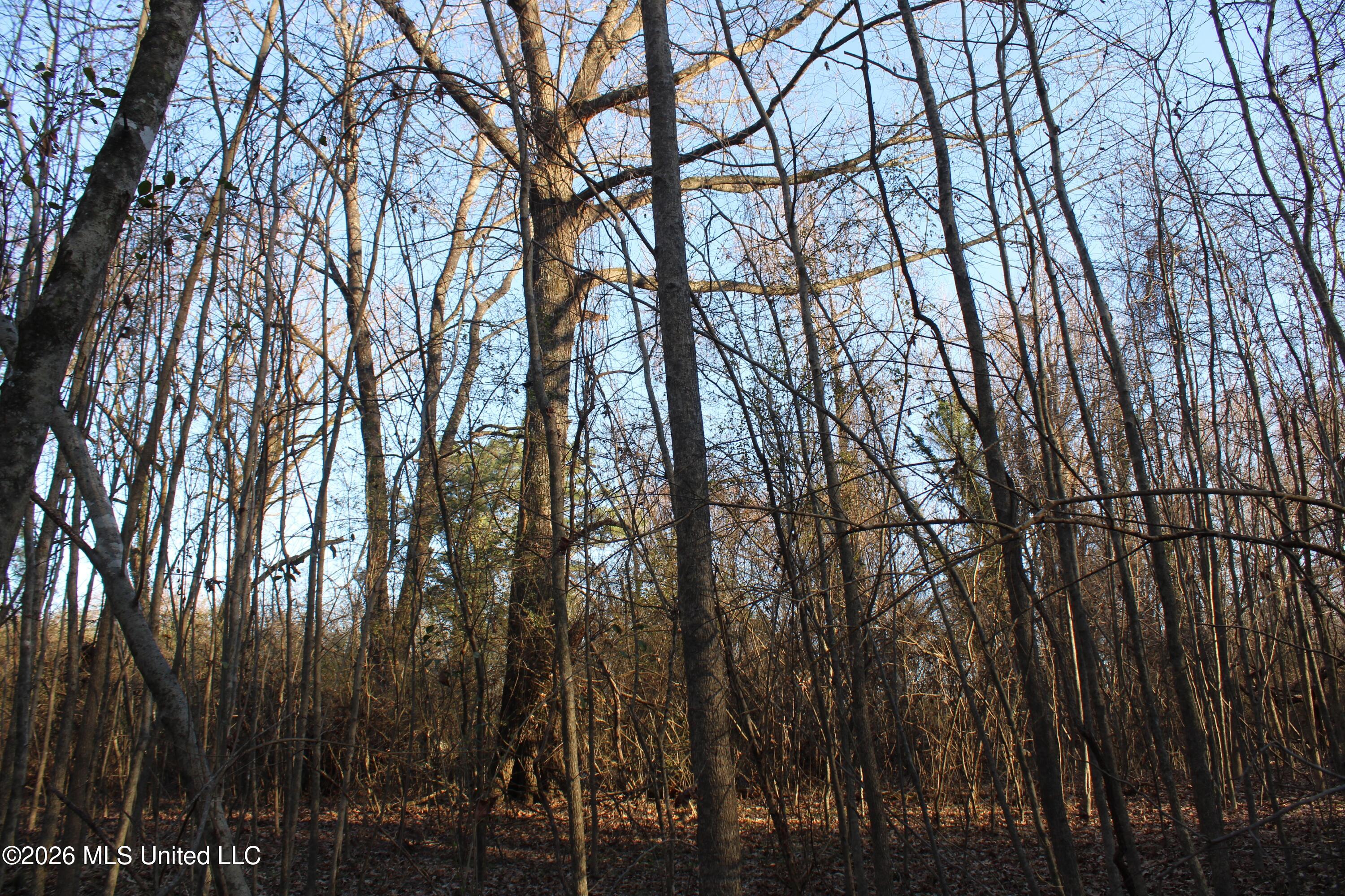 3641 Miller Road Olive Branch, MS 38654 - Photo 14 of 18 IMG_7428