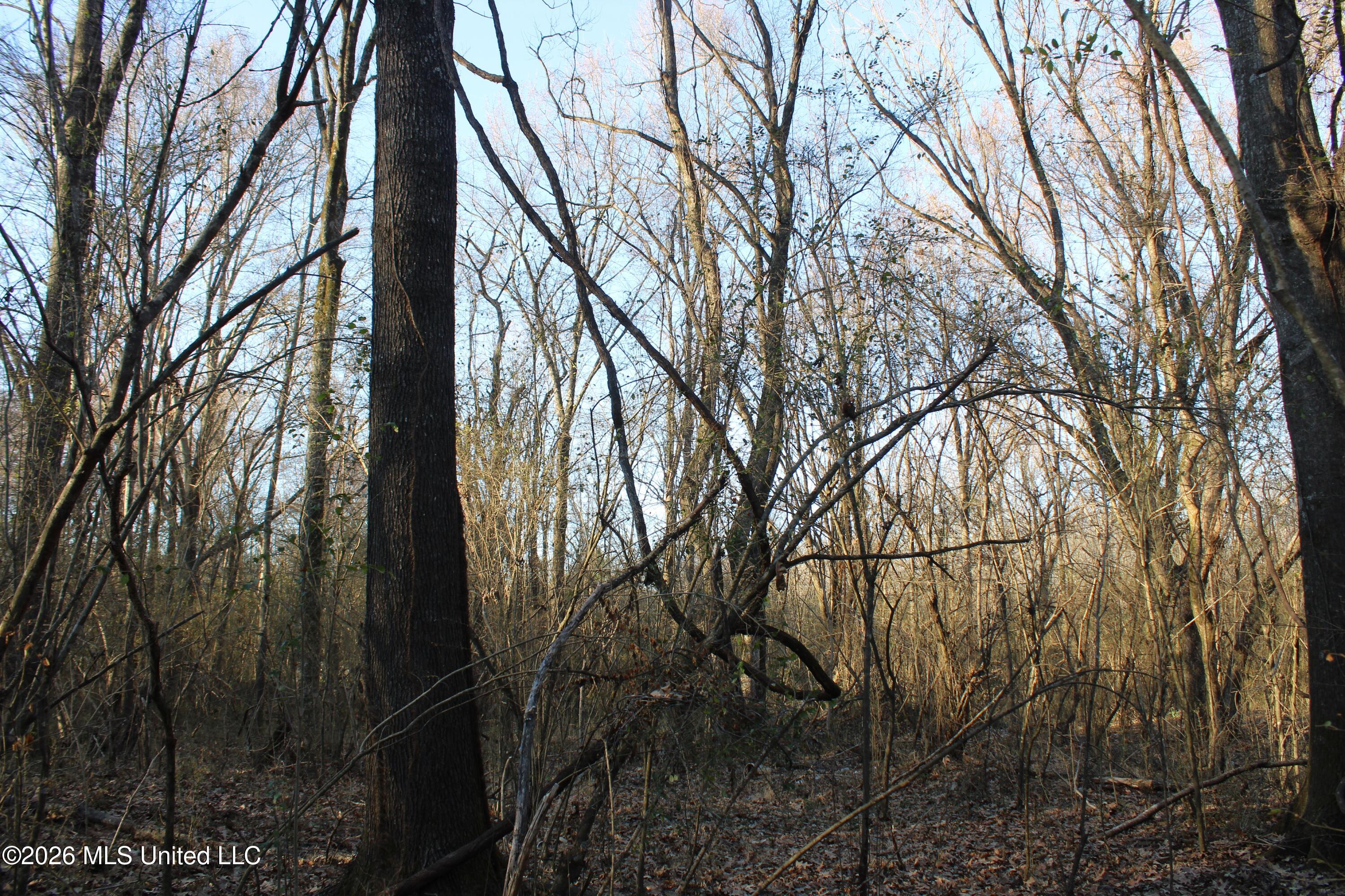 3641 Miller Road Olive Branch, MS 38654 - Photo 16 of 18 IMG_7430