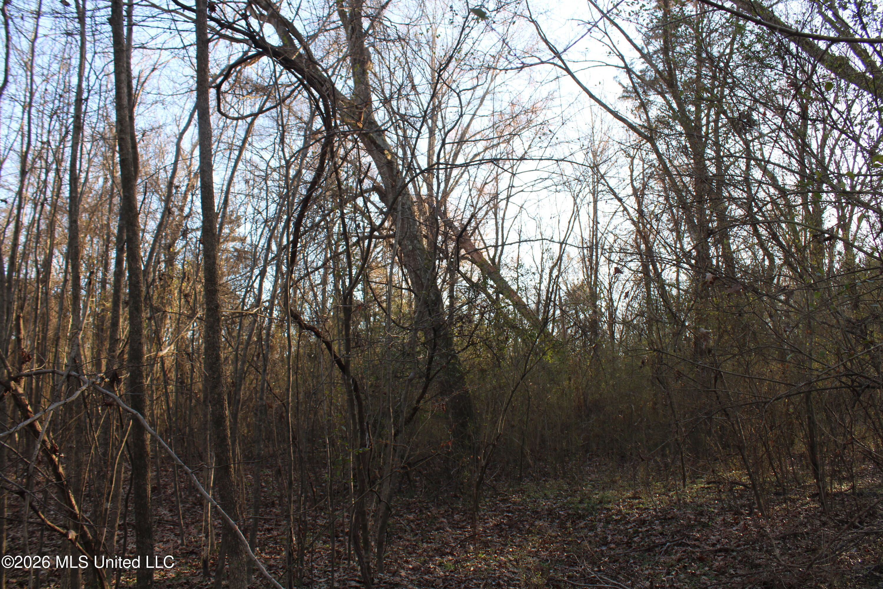 3641 Miller Road Olive Branch, MS 38654 - Photo 9 of 18 IMG_7427