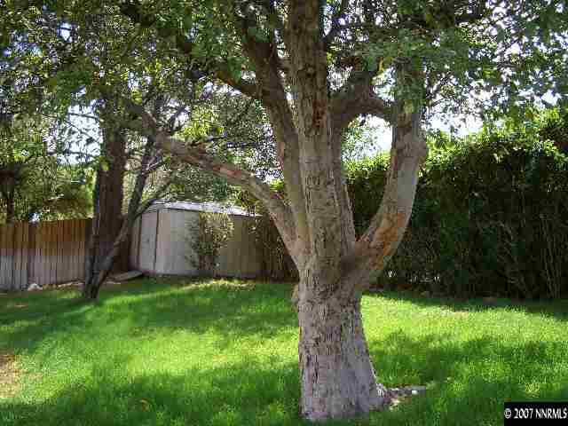 765 Belgrave Avenue Reno, NV 89502 - Photo 9 of 9 a view of a yard with a tree