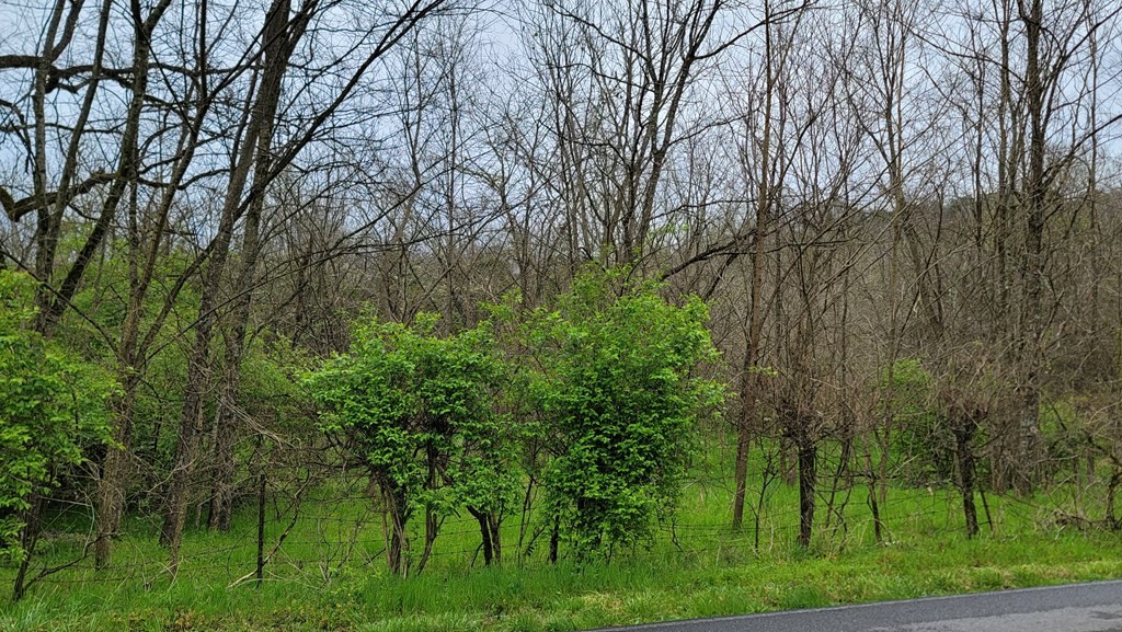 0 Piedmont Road New Market, TN 37820 - Photo 7 of 11