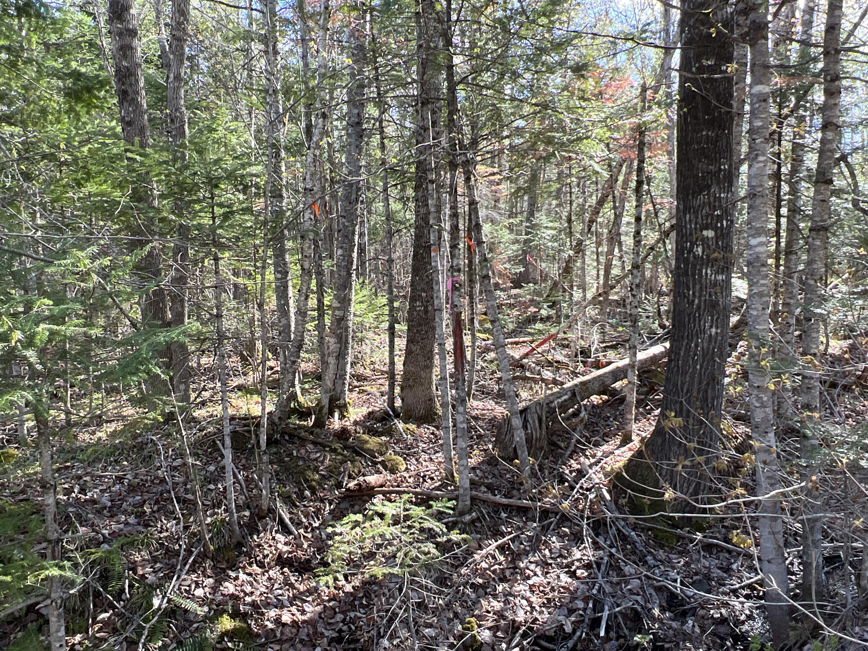 Lot 22 Schoodic Point Road Medford, ME 04463 - Photo 9 of 27 IMG_4174