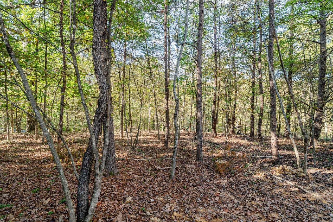 209 Beaver Road Basye, VA 22842 - Photo 52 of 68 a view of outdoor space with lots of trees
