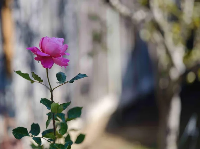 a vase with flowers in it