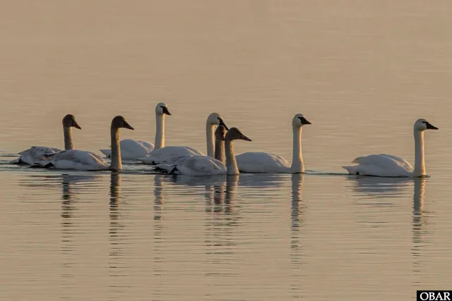 $1,845,000 | 984 Cruz Bay Lane, Corolla, NC 27927